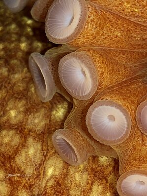 Bigeye Octopus Suckers 