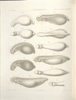 Zoologische Forschungsreisen in Australien und dem Malayischen Archipel : mit Unterstützung des Herrn Paul von Ritter ausgeführt in den Jahren 1891-93 – Lungfish lifecycle