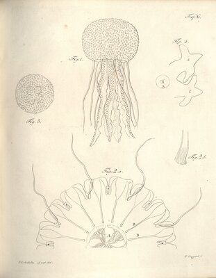 System der Acalephen : eine aus führliche Beschreibung aller medusenartigen Strahlthiere – Jellyfish