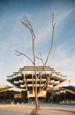 View of Silent Tree re-installed in front of Geisel Library, UCSD, June, 1993