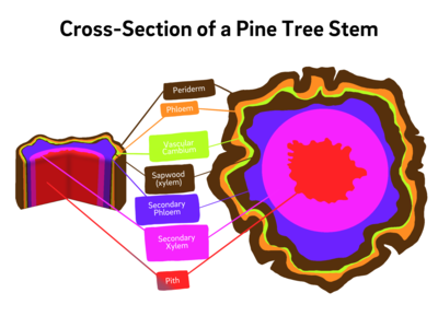 Supplement_Pine Tree Stem