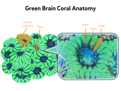 Supplemental Live Green Brain Coral