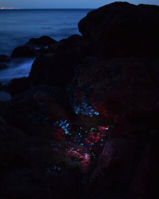 Intertidal Constellation