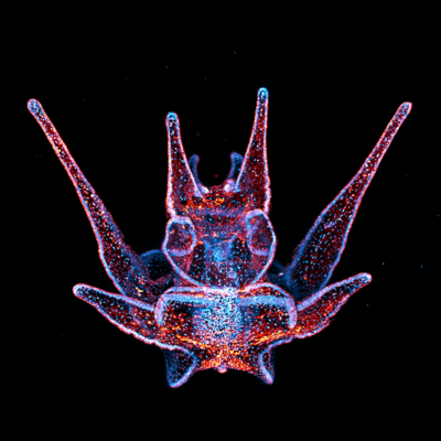 "12-Day-Old Fluorescent Sea Urchin Larva"